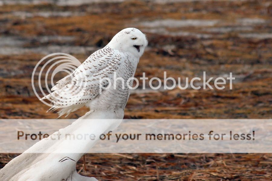 IMAGE: http://i1007.photobucket.com/albums/af191/MandyH2013/Img_8998_zps84c254c7.jpg