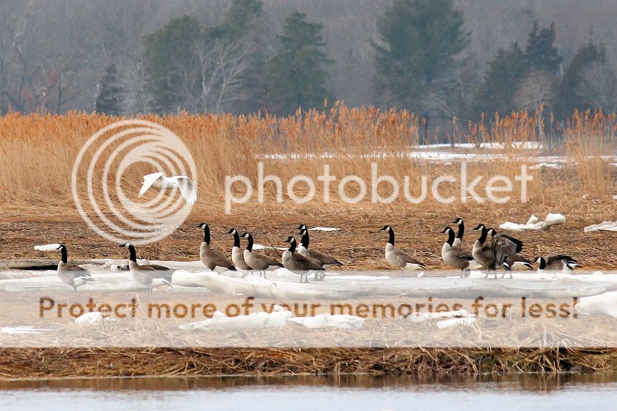 IMAGE: http://i1007.photobucket.com/albums/af191/MandyH2013/Img_9267_zpse74dd8bc.jpg