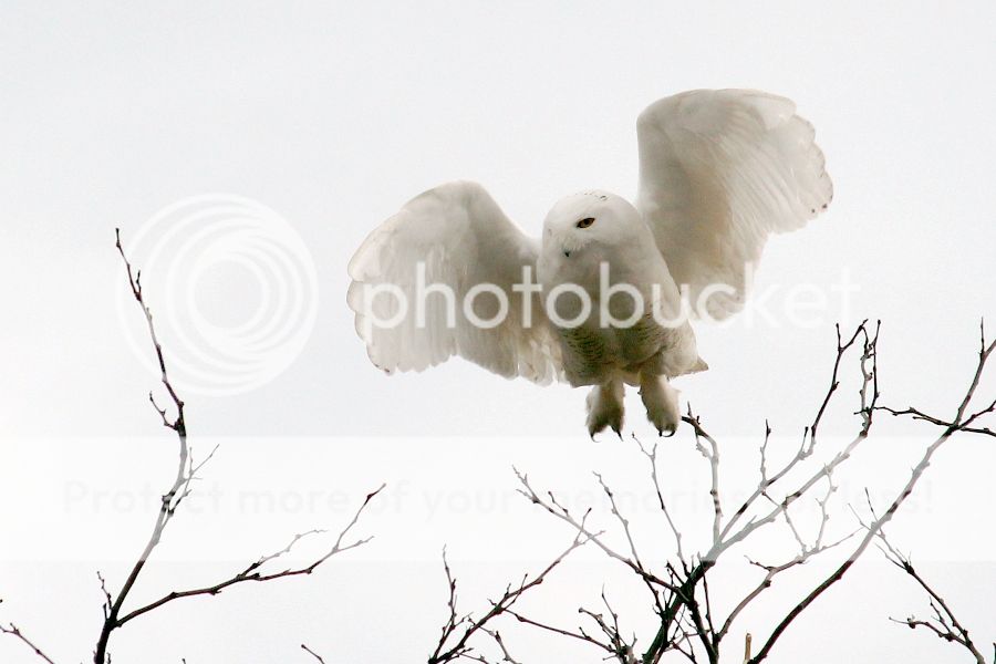 IMAGE: http://i1007.photobucket.com/albums/af191/MandyH2013/Img_9369_zps8a99c8f6.jpg