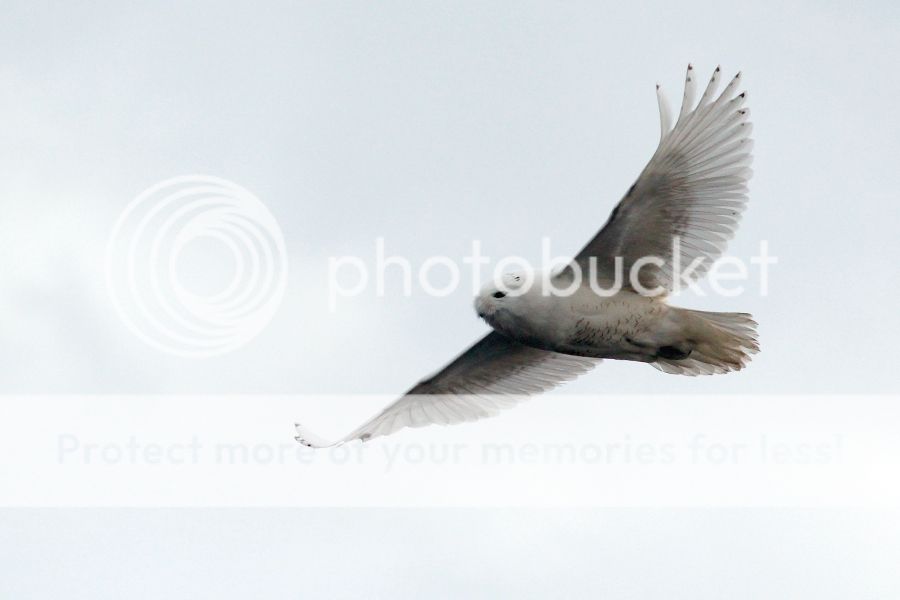 IMAGE: http://i1007.photobucket.com/albums/af191/MandyH2013/Img_9374_zps1f3812fa.jpg