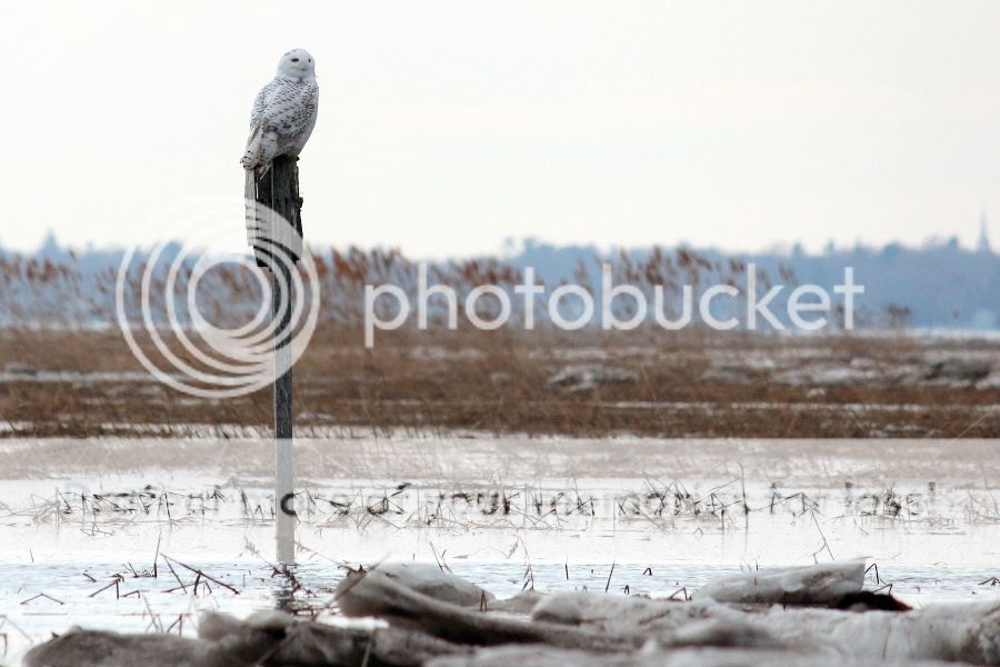 IMAGE: http://i1007.photobucket.com/albums/af191/MandyH2013/Img_9529_zps0d34fec2.jpg