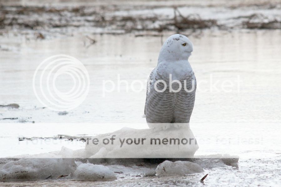 IMAGE: http://i1007.photobucket.com/albums/af191/MandyH2013/Img_9566_zps44f3e62e.jpg