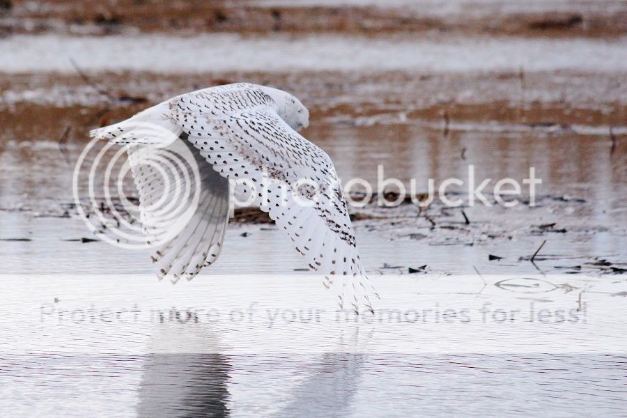 IMAGE: http://i1007.photobucket.com/albums/af191/MandyH2013/Img_9571_zps35bc7825.jpg