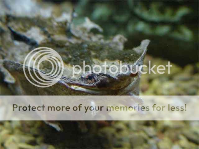 peces