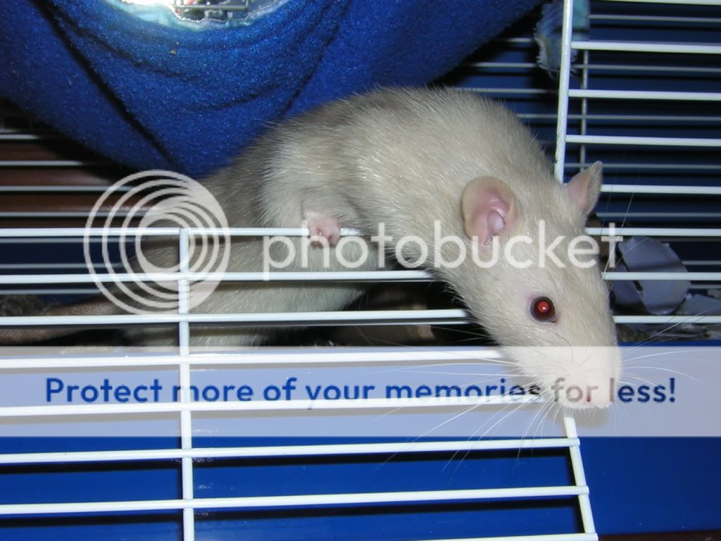 Updated Rat Pics, Including pics of Peanut Paw Talk Pet Forums